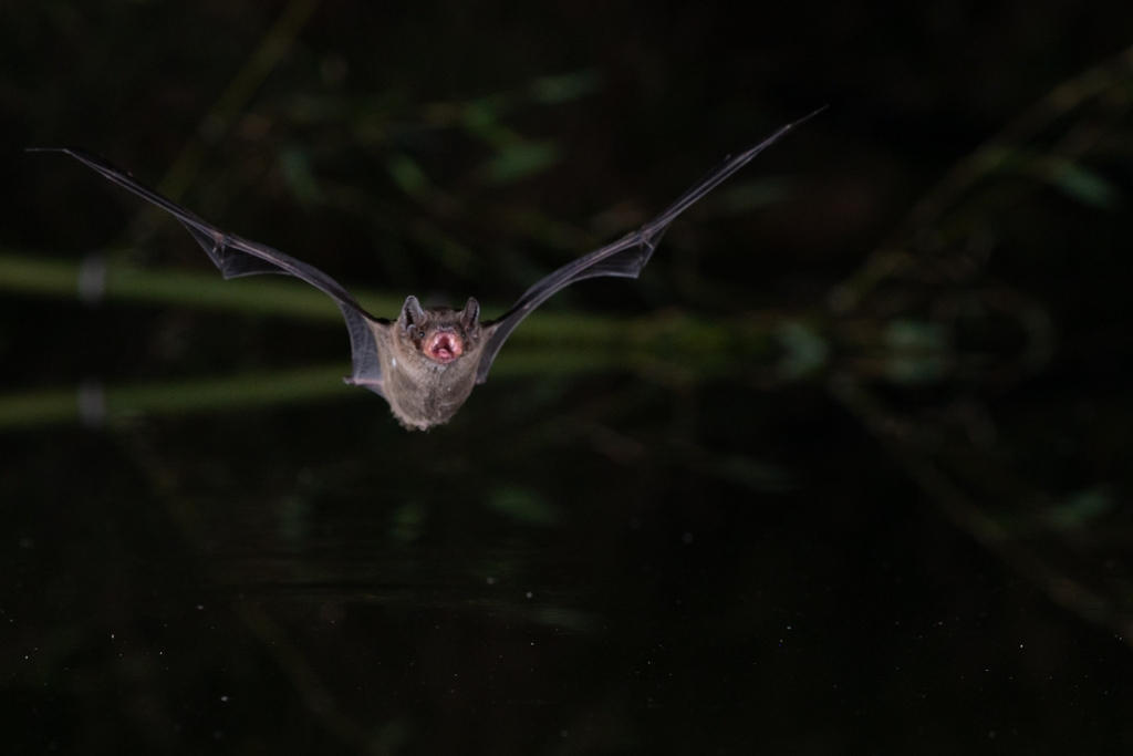 Une noctule, genre nyctalus, en vol