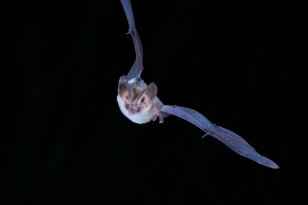 Un oreillard roux plecotus auritus en vol