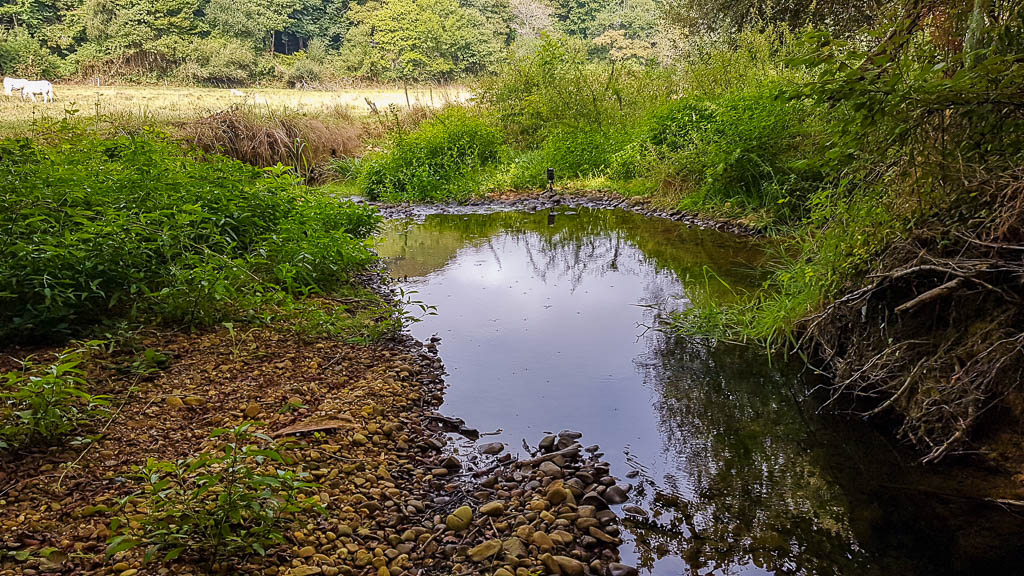 ruisseau abreuvoir pour chauves-souris en vol