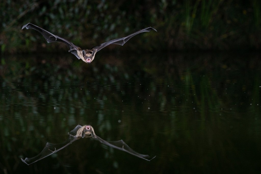 la sérotine commune Cnephaeus serotinus et son reflet dans l'eau