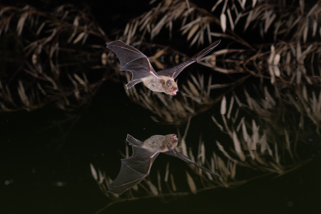 pipistrelle genre pipistrellus en train de chasser