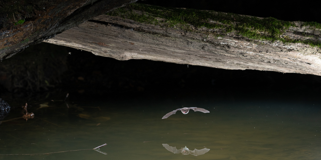 Murin de Daubenton Myotis daubentonii passe sous un tronc d'arbre