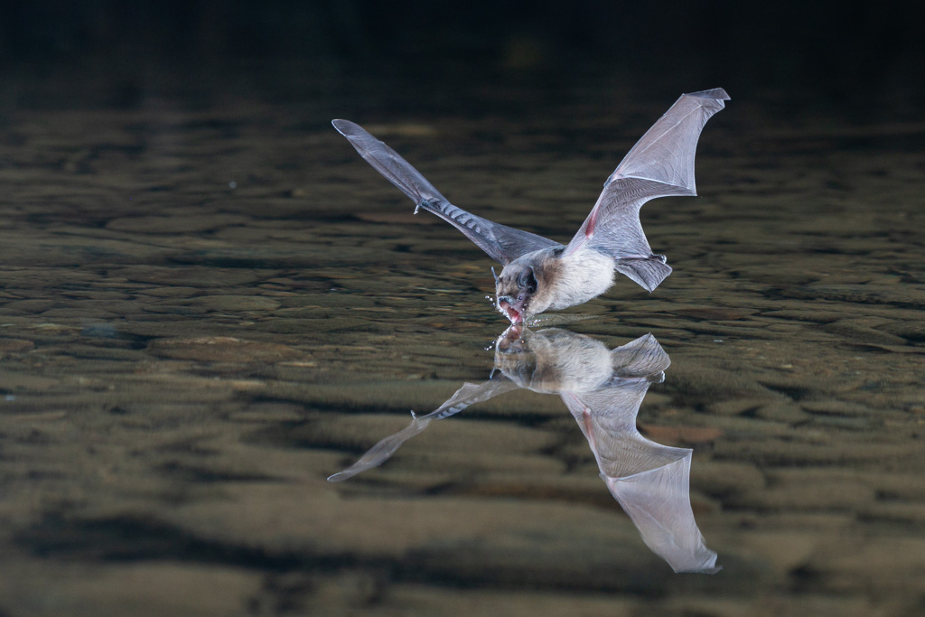 pipistrelle en train de boire sur un ruisseau