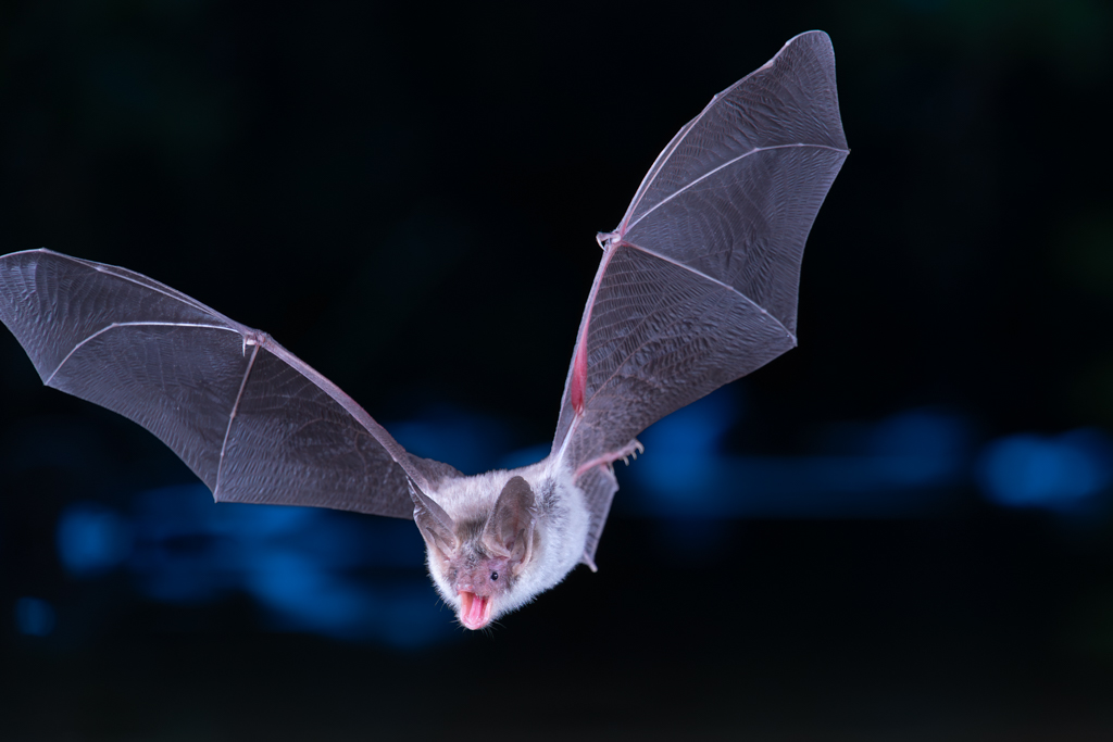 Murin de Bechstein Myotis bechsteinii en vol