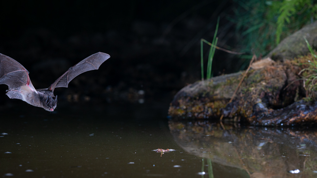 Une Barbastelle chasse au-dessus de l'eau