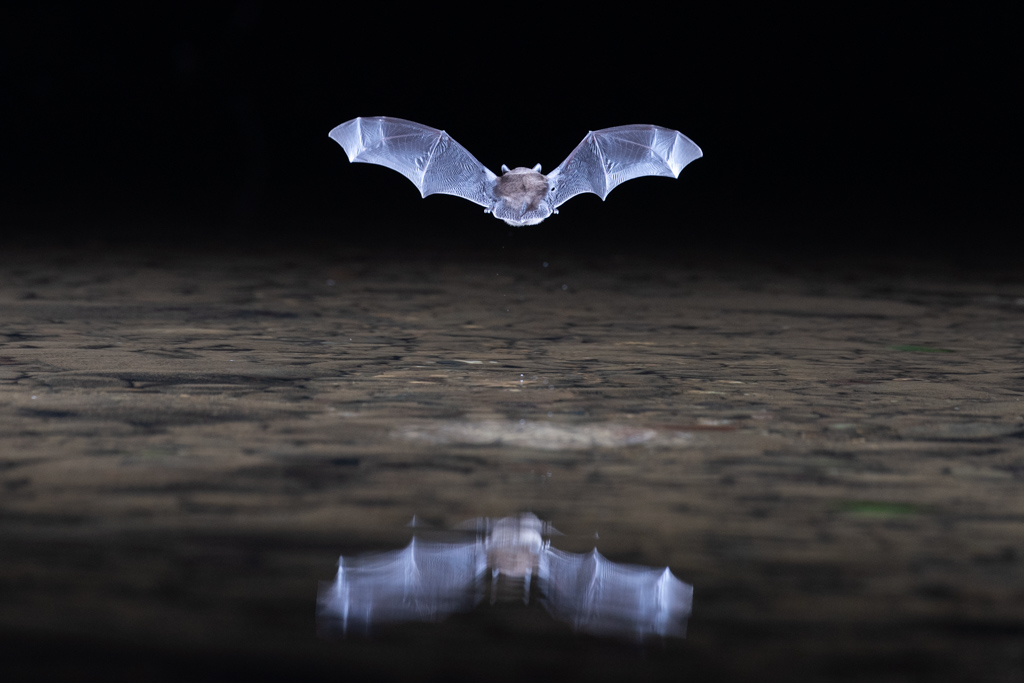 Une chauve-souris de dos