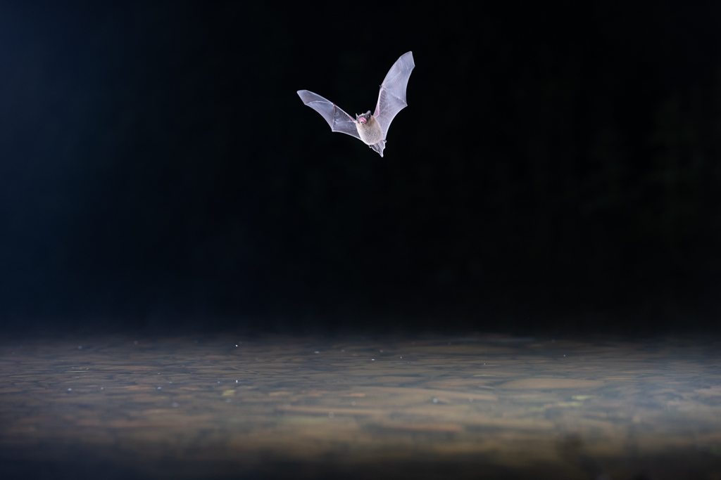 chauve-souris en vol au-dessus de l'eau