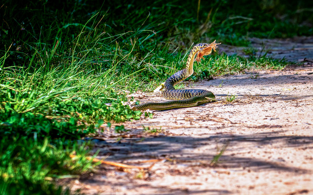 couleuvre verte et jaune mord une grenouille