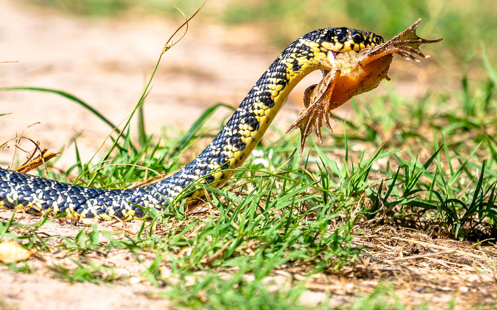 couleuvre verte et jaune avale une grenouille