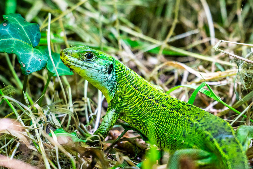 lézard vert lacerta bilineata subadulte