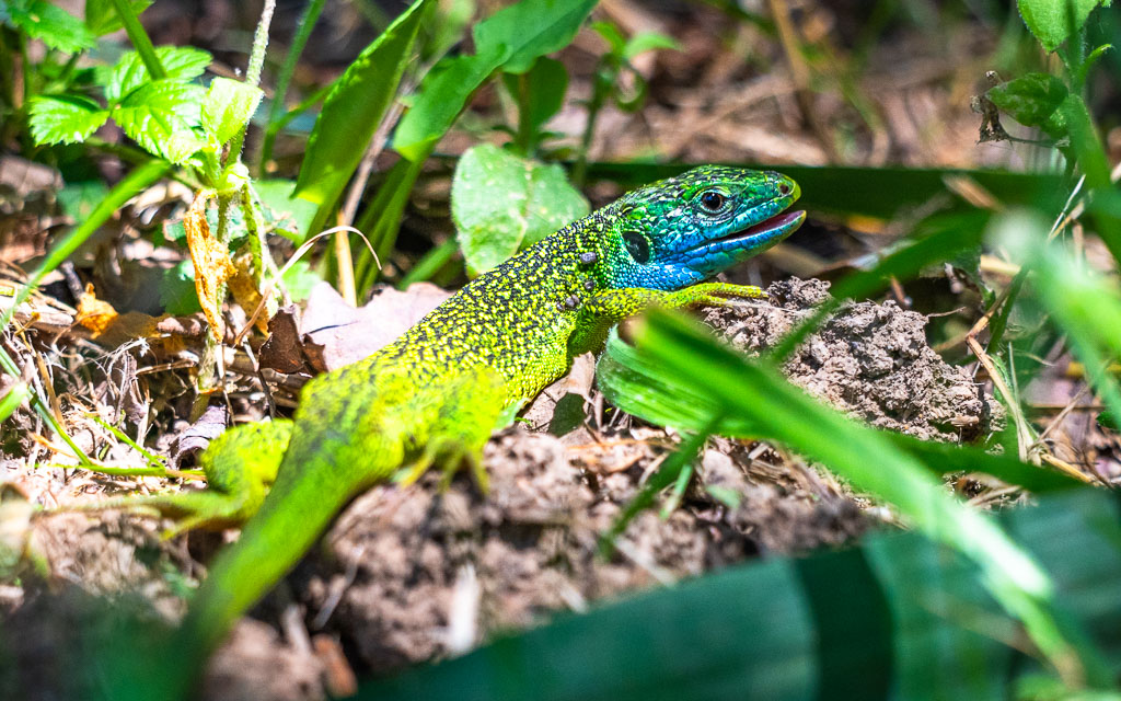 lezard vert lacerta bilineata 34