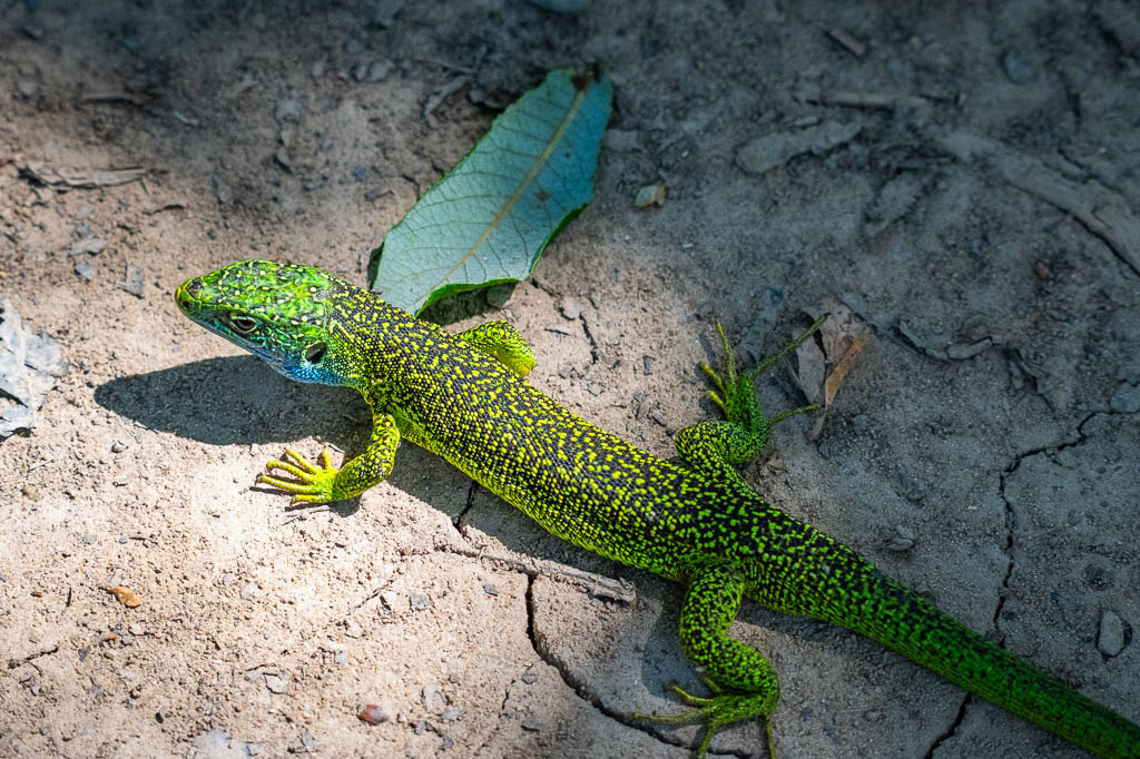 lezard vert lacerta bilineata 35