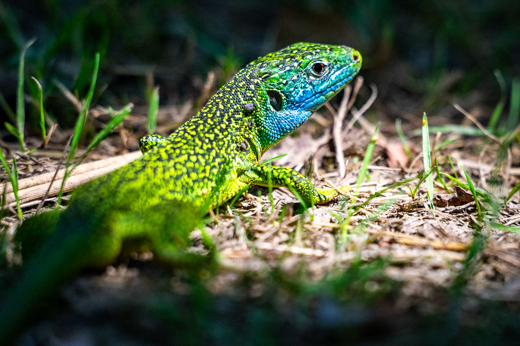Lézard vert lacerta bilineata avec des tiques