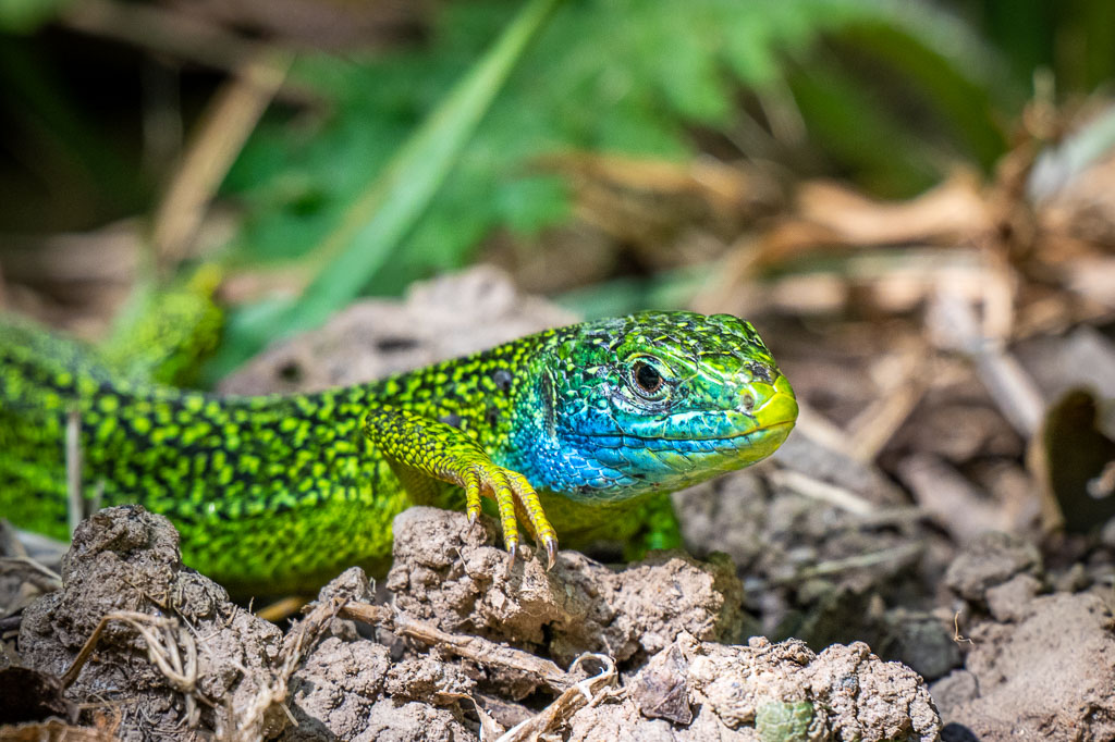 Lézard vert lacerta bilineata mâle