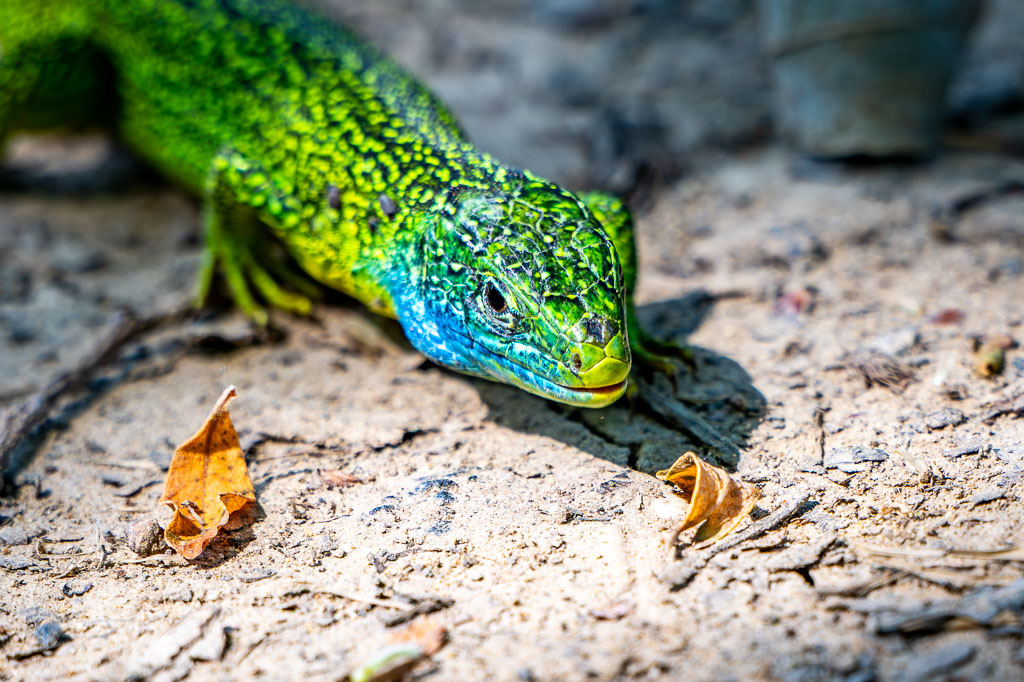 La tête du léezard vert lacerta bilineata mâle