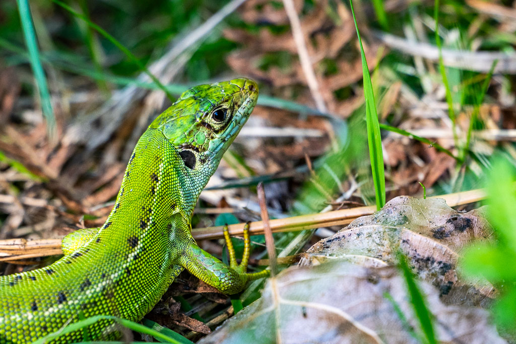 Lézard vert lacerta bilineata femelle