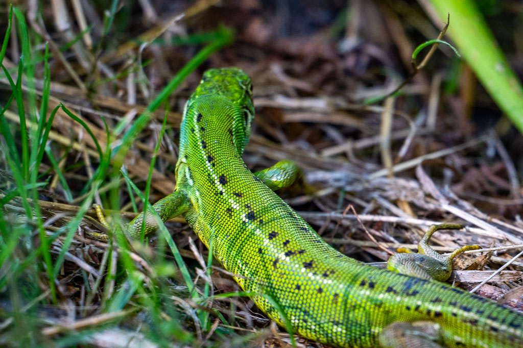 lezard vert lacerta bilineata 42