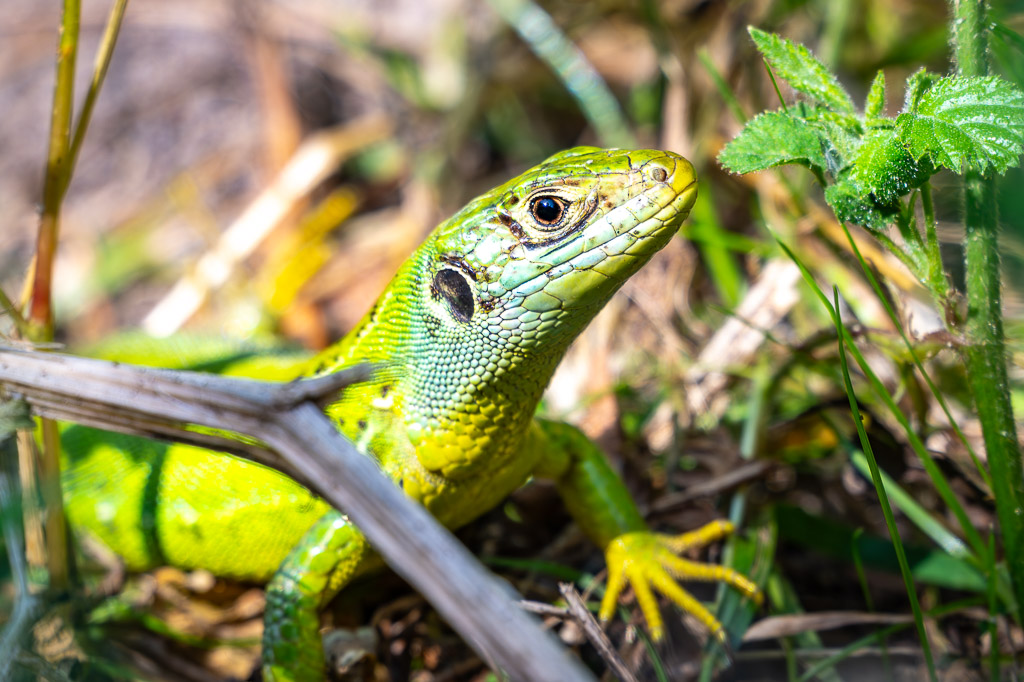 lezard vert lacerta bilineata 43