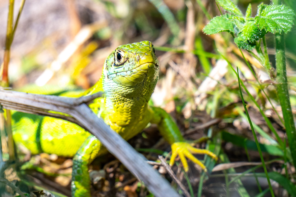 lezard vert lacerta bilineata 44