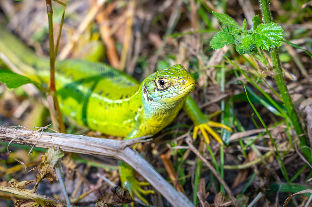 Lézard vert lacerta bilineata femelle au soleil
