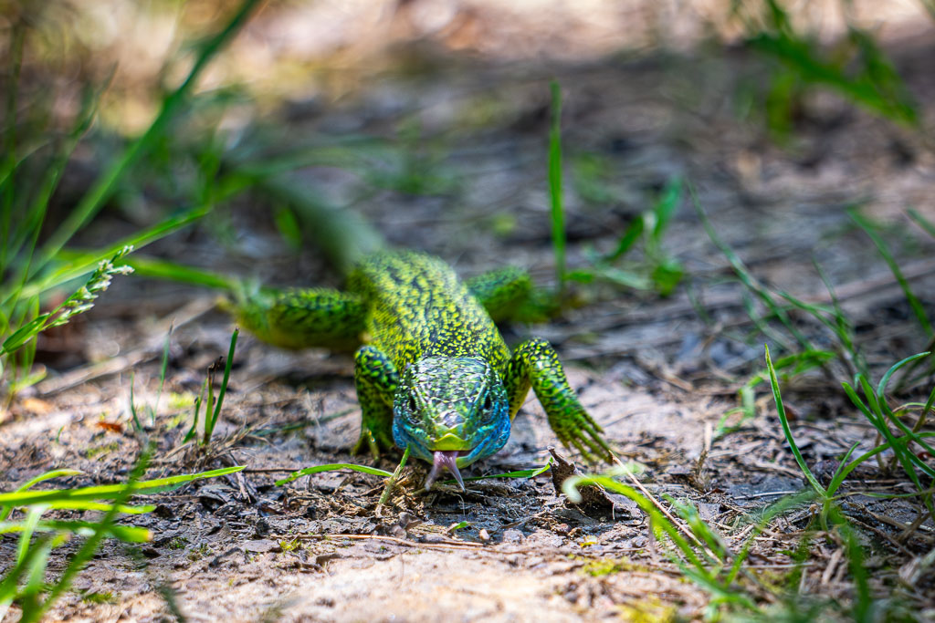 Lézard vert lacerta bilineata tire la langue