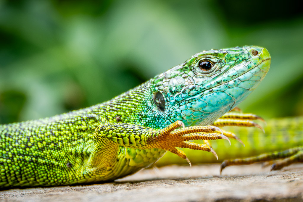 Portrait du Lézard vert lacerta bilineata femelle