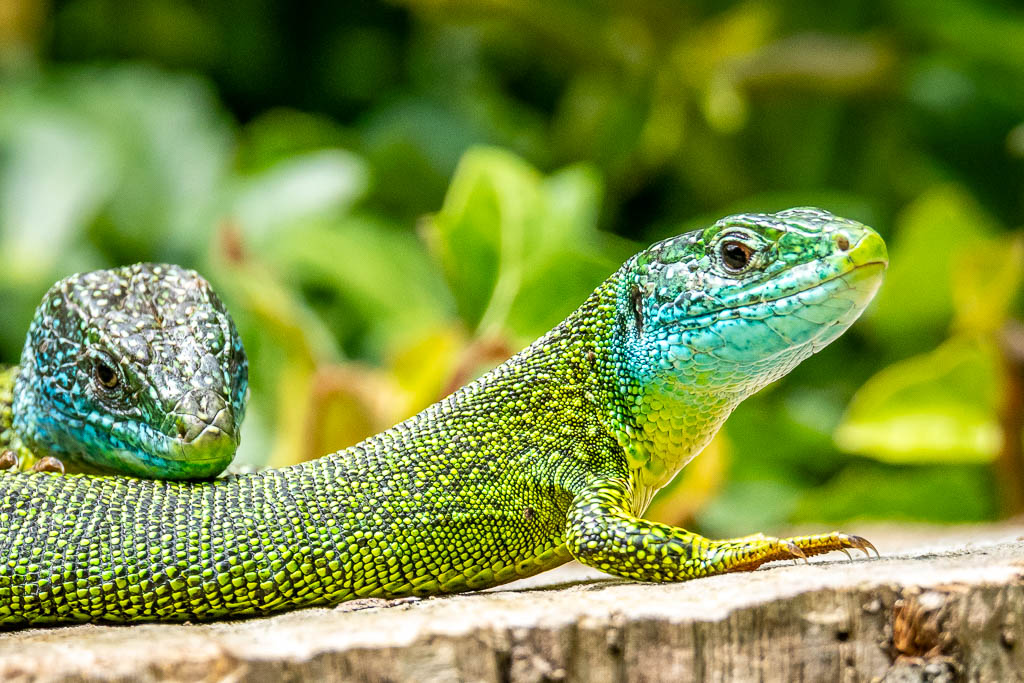 Le mâle du Lézard vert lacerta bilineata a une grosse tête