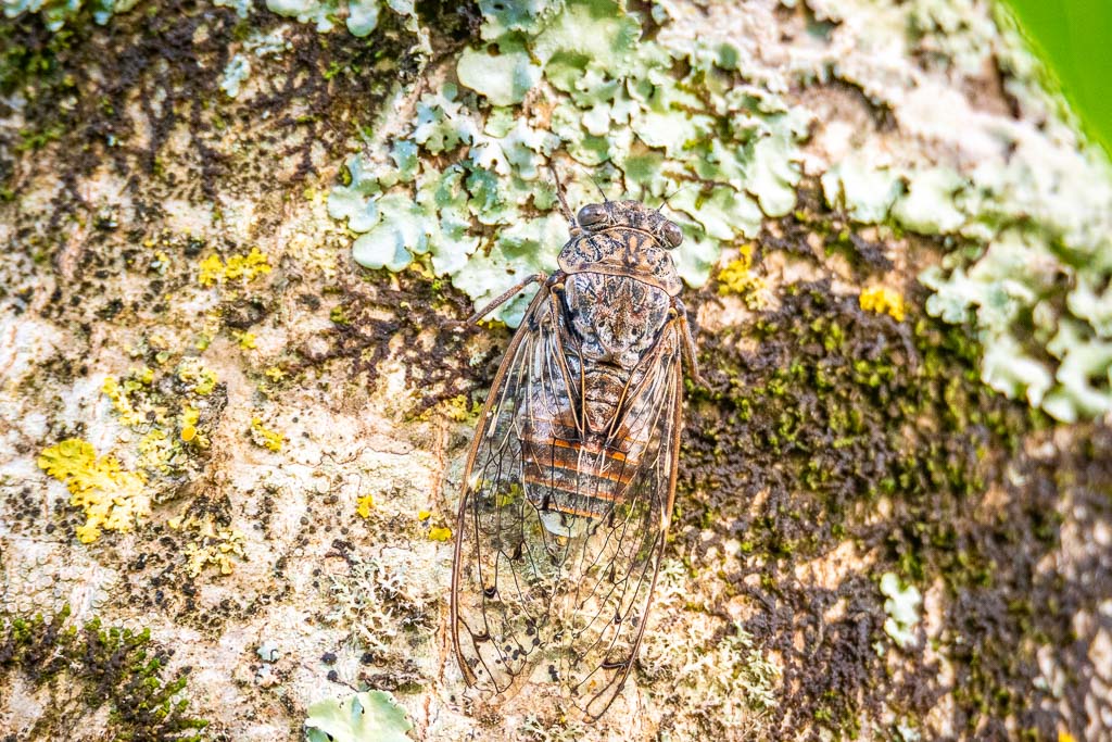cigale grise dans le béarn 05