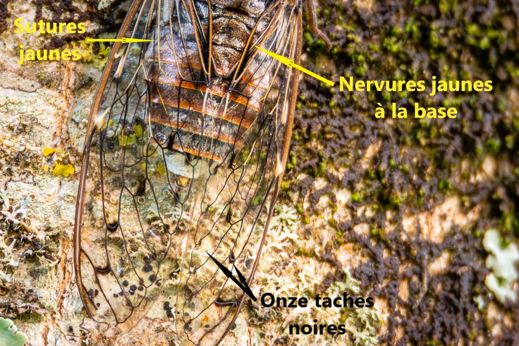 identification de la cigale grise