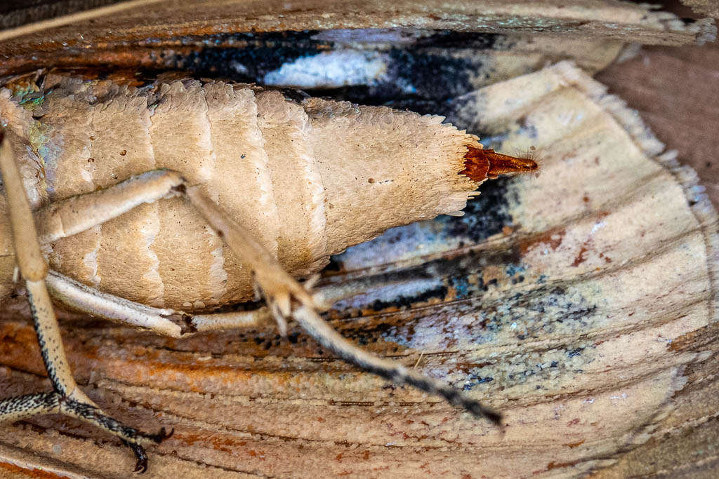 ovipositeur papillon du palmier femelle