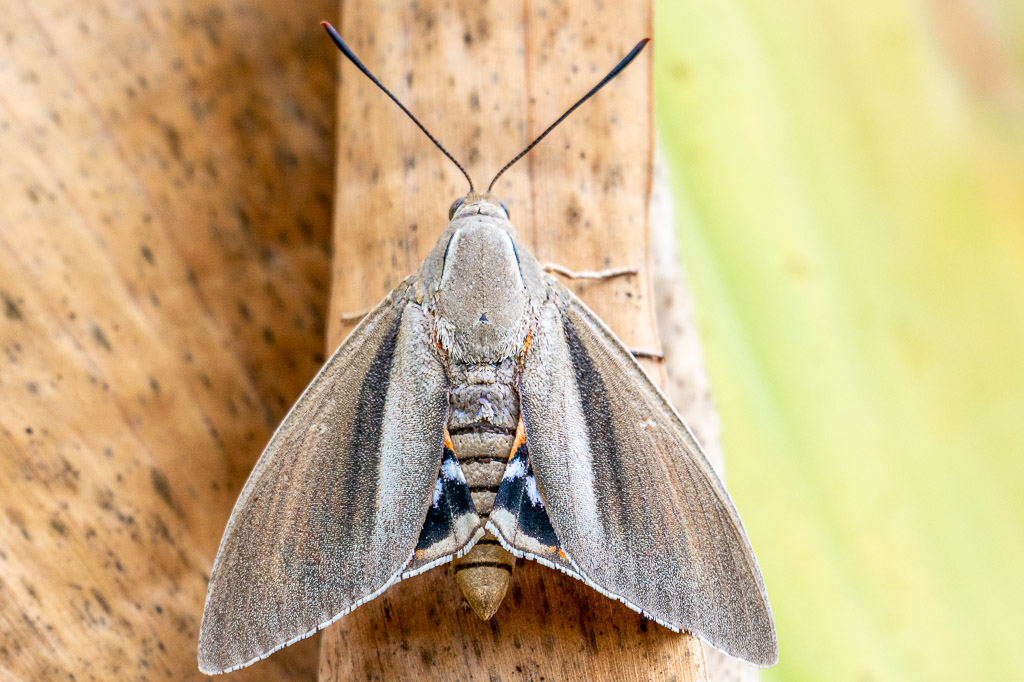 papillon du palmier 01