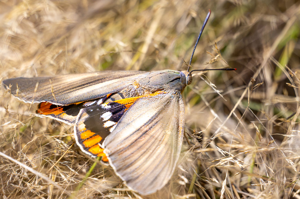 papillon du palmier 02