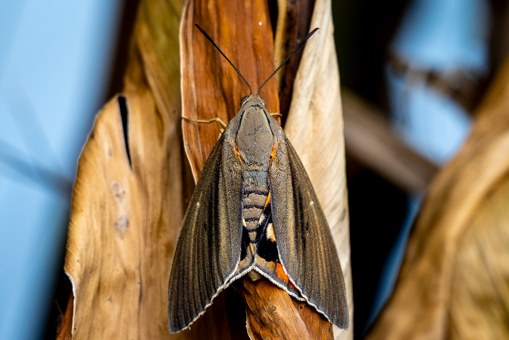 papillon du palmier 05