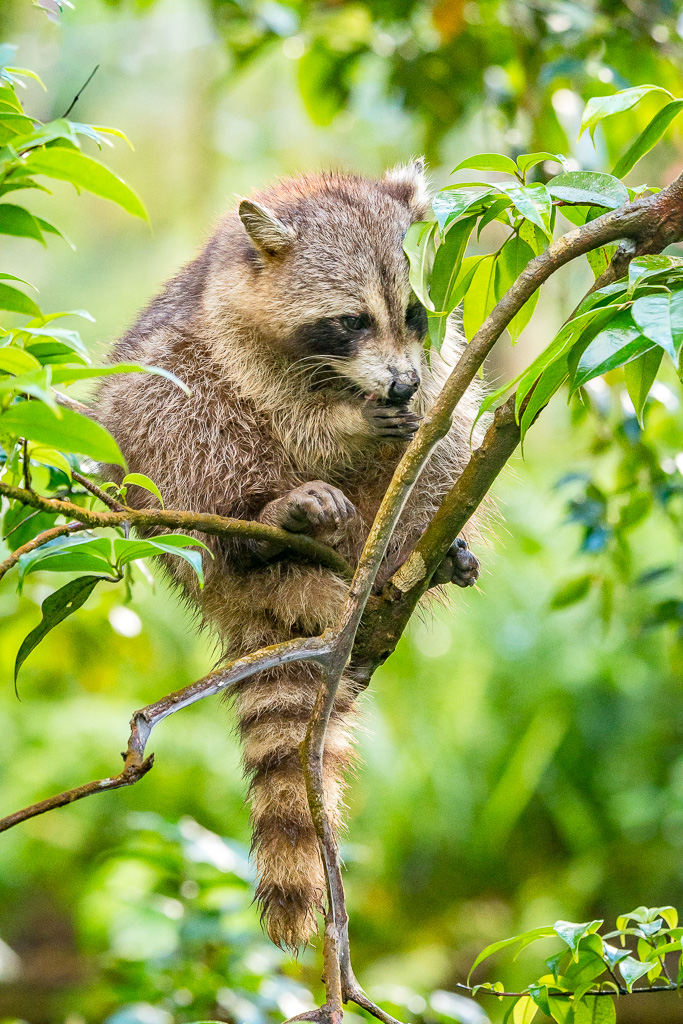 raton laveur racoon guadeloupe 01