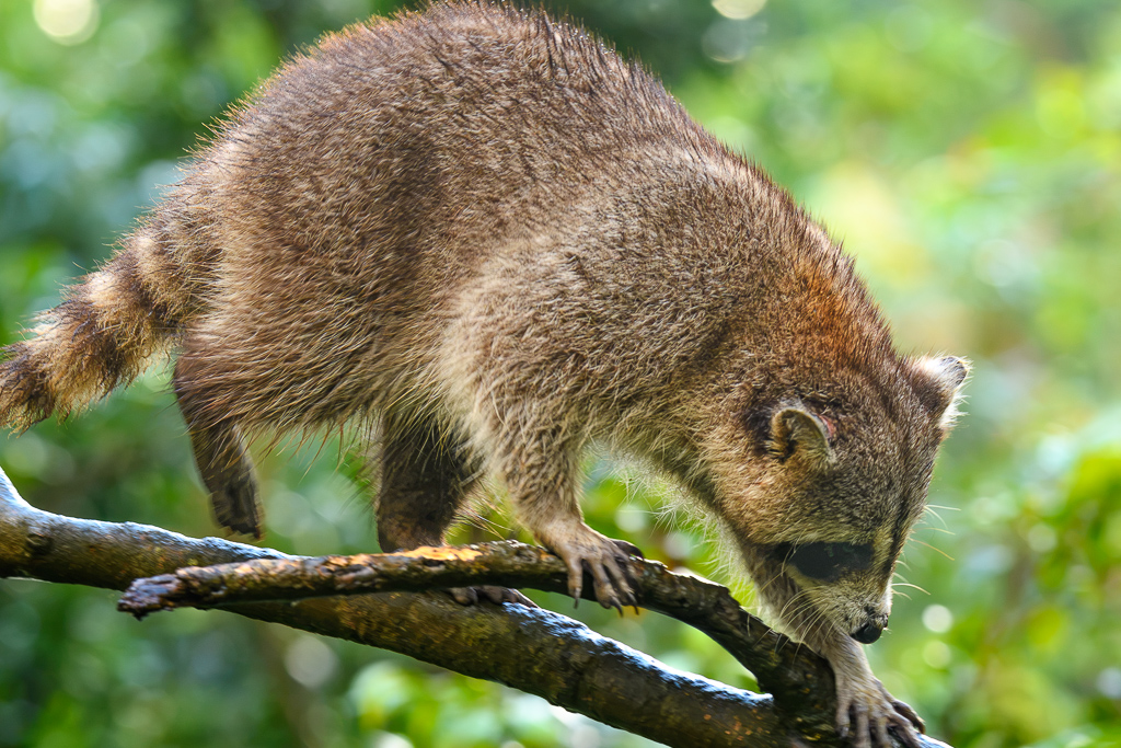 raton laveur racoon guadeloupe 02