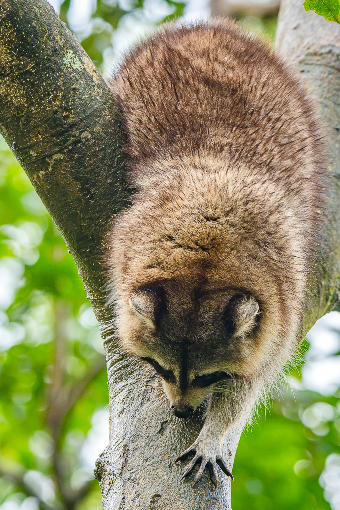raton laveur racoon guadeloupe 03