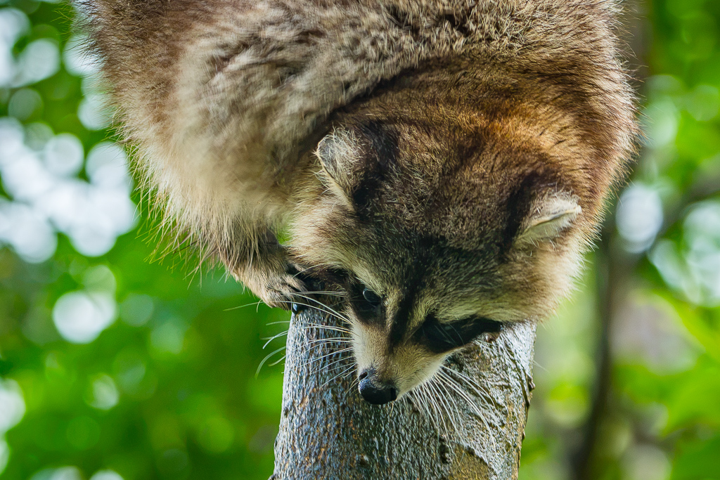 raton laveur racoon guadeloupe 04